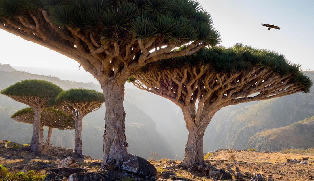 Socotra